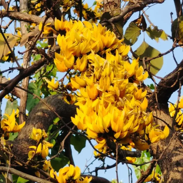 Buy Yellow Palash "Grafted" , Butea Monosperma- Plant from Nursery Nisarga
