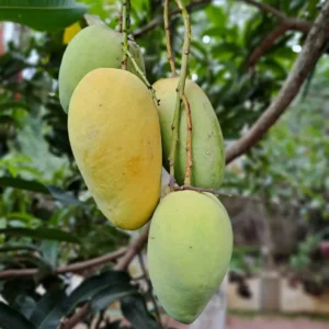 Buy Catimon (Katimon) Mango Grafted "Mangifera indica" - Plant from Nursery Nisarga