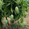 Buy Catimon (Katimon) Mango Grafted "Mangifera indica" - Plant from Nursery Nisarga