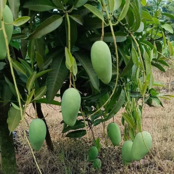 Buy Catimon (Katimon) Mango Grafted "Mangifera indica" - Plant from Nursery Nisarga