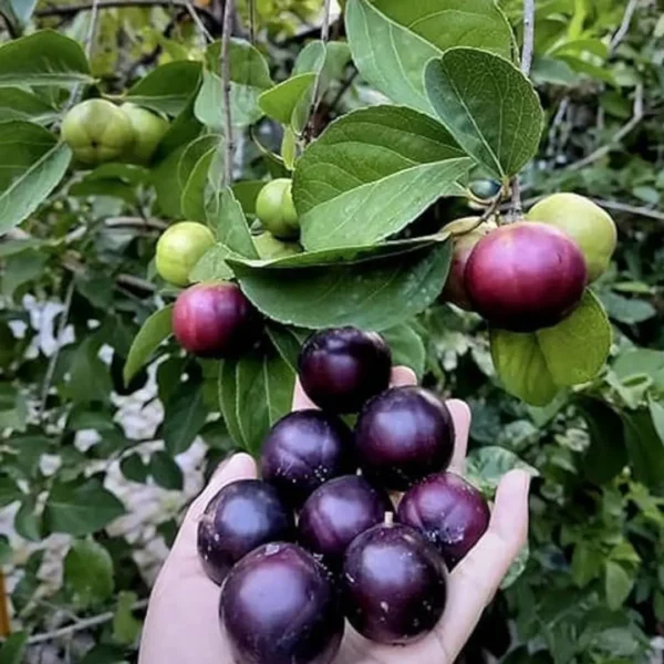 Buy Manila Tennis Ball Cherry "Cherries Grafted" - Plant from Nursery Nisarga