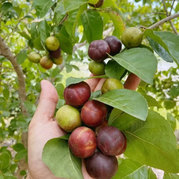 Buy Manila Tennis Ball Cherry "Cherries Grafted" - Plant from Nursery Nisarga
