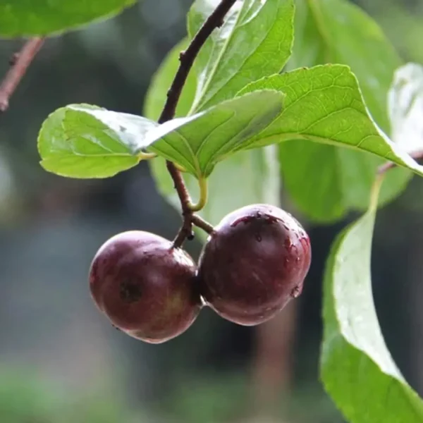 Buy Manila Tennis Ball Cherry "Cherries Grafted" - Plant from Nursery Nisarga