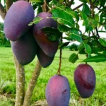 Buy Kasturi Mango "Mangifera casturi" – Plant from Nursery Nisarga