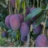Buy Kasturi Mango "Mangifera casturi" – Plant from Nursery Nisarga