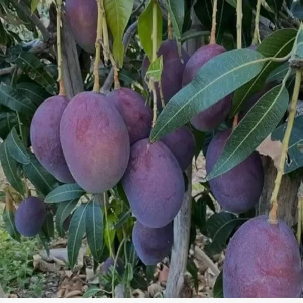 Buy Kasturi Mango "Mangifera casturi" – Plant from Nursery Nisarga