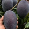 Buy Kasturi Mango "Mangifera casturi" – Plant from Nursery Nisarga