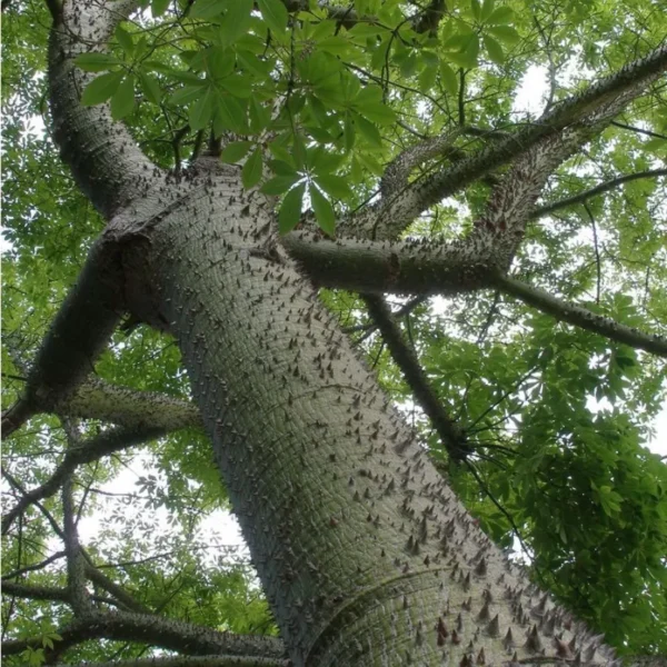 Buy Shalmali thorn, semal thorn "Bombax ceiba" - plant from Nursery Nisarga