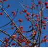 Buy Shalmali thorn, semal thorn "Bombax ceiba" - plant from Nursery Nisarga
