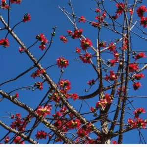 Buy Shalmali thorn, semal thorn "Bombax ceiba" - plant from Nursery Nisarga