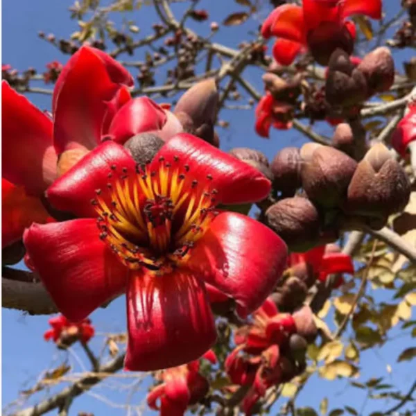 Buy Shalmali thorn, semal thorn "Bombax ceiba" - plant from Nursery Nisarga