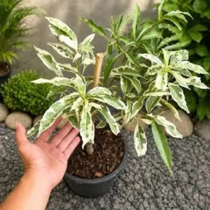 Buy Variegated Baobab "Adansonia digitata" - plant from Nursery Nisarga
