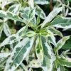 Buy Variegated Baobab "Adansonia digitata" - plant from Nursery Nisarga