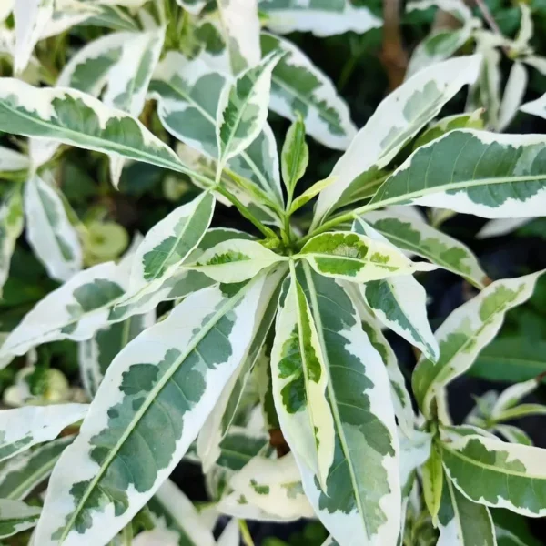 Buy Variegated Baobab "Adansonia digitata" - plant from Nursery Nisarga