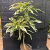 Buy Variegated Baobab "Adansonia digitata" - plant from Nursery Nisarga