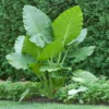 Buy Alocasia Odora “Elephant Ear” Plant - Nursery Nisarga