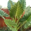 Buy Alocasia Odora “Elephant Ear” Plant - Nursery Nisarga