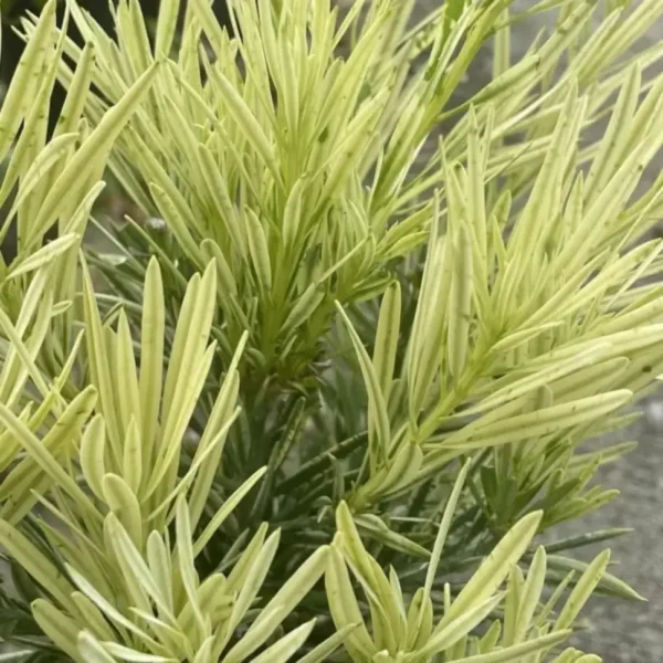 Buy Variegated Buddhist Pine | Podocarpus macrophyllus " Variegatus " – Plant from Nursery Nisarga