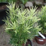 Buy Variegated Buddhist Pine | Podocarpus macrophyllus " Variegatus " – Plant from Nursery Nisarga