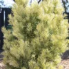 Buy Variegated Buddhist Pine | Podocarpus macrophyllus " Variegatus " – Plant from Nursery Nisarga