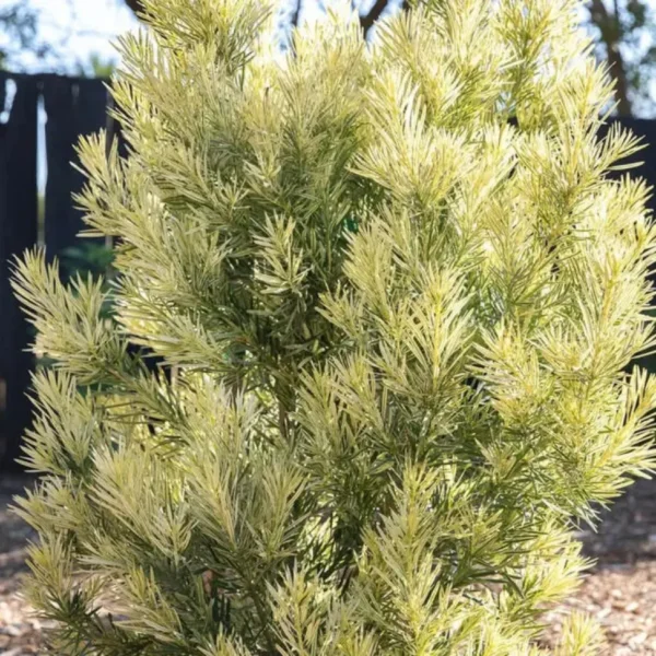 Buy Variegated Buddhist Pine | Podocarpus macrophyllus " Variegatus " – Plant from Nursery Nisarga