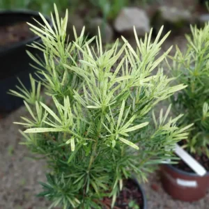 Buy Variegated Buddhist Pine | Podocarpus macrophyllus " Variegatus " – Plant from Nursery Nisarga