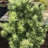 Buy Variegated Buddhist Pine | Podocarpus macrophyllus " Variegatus " – Plant from Nursery Nisarga