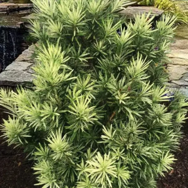 Buy Variegated Buddhist Pine | Podocarpus macrophyllus " Variegatus " – Plant from Nursery Nisarga