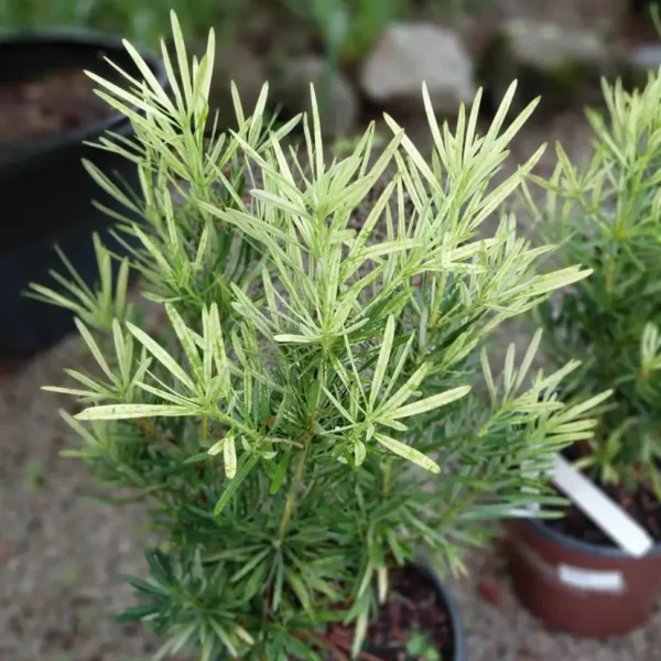 Buy Variegated Buddhist Pine | Podocarpus macrophyllus " Variegatus " – Plant from Nursery Nisarga