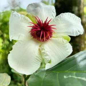 Buy Dillenia Philippinensis, "Katmon" - Plant from Nursery Nisarga
