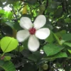 Buy Dillenia Philippinensis, "Katmon" - Plant from Nursery Nisarga
