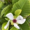 Buy Dillenia Philippinensis, "Katmon" - Plant from Nursery Nisarga