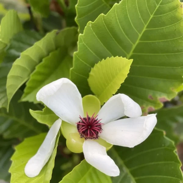 Buy Dillenia Philippinensis, "Katmon" - Plant from Nursery Nisarga