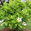 Buy Dillenia Philippinensis, "Katmon" - Plant from Nursery Nisarga