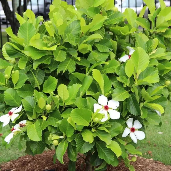 Buy Dillenia Philippinensis, "Katmon" - Plant from Nursery Nisarga