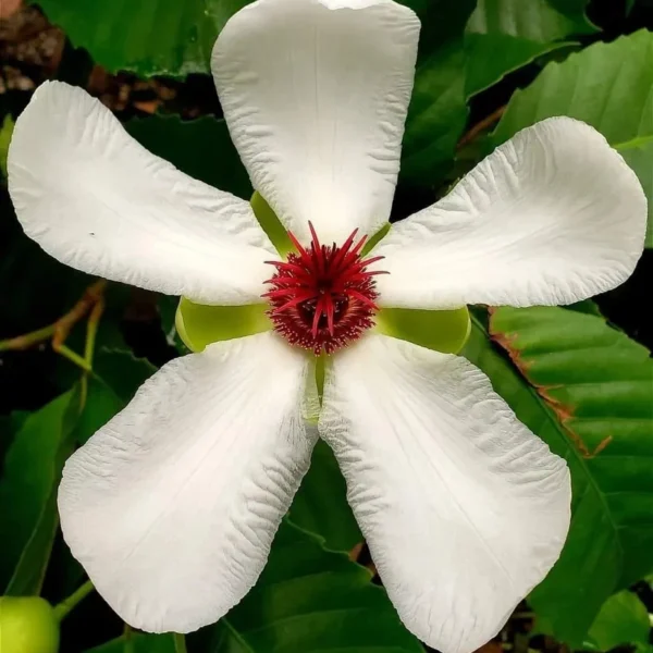 Buy Dillenia Philippinensis, "Katmon" - Plant from Nursery Nisarga