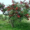Buy Erythrina Crista-Galli "Cockspur Coral Tree" - Plant from Nursery Nisarga