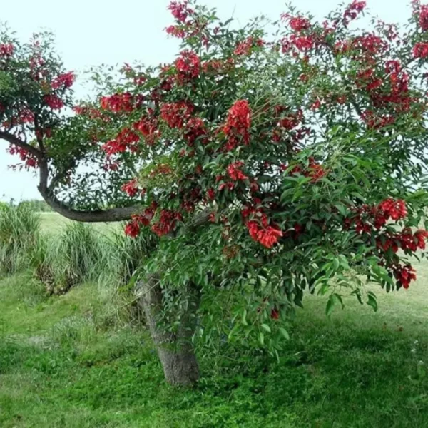 Buy Erythrina Crista-Galli "Cockspur Coral Tree" - Plant from Nursery Nisarga