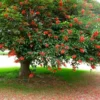 Buy Erythrina Crista-Galli "Cockspur Coral Tree" - Plant from Nursery Nisarga