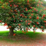 Buy Erythrina Crista-Galli "Cockspur Coral Tree" - Plant from Nursery Nisarga