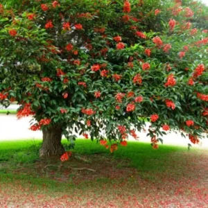 Buy Erythrina Crista-Galli "Cockspur Coral Tree" - Plant from Nursery Nisarga