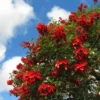 Buy Erythrina Crista-Galli "Cockspur Coral Tree" - Plant from Nursery Nisarga