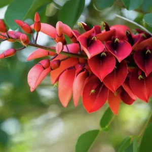 Buy Erythrina Crista-Galli "Cockspur Coral Tree" - Plant from Nursery Nisarga