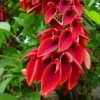 Buy Erythrina Crista-Galli "Cockspur Coral Tree" - Plant from Nursery Nisarga