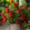 Buy Erythrina Crista-Galli "Cockspur Coral Tree" - Plant from Nursery Nisarga