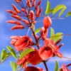 Buy Erythrina Crista-Galli "Cockspur Coral Tree" - Plant from Nursery Nisarga