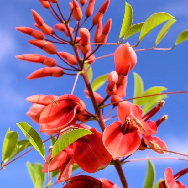 Buy Erythrina Crista-Galli "Cockspur Coral Tree" - Plant from Nursery Nisarga