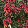 Buy Erythrina Crista-Galli "Cockspur Coral Tree" - Plant from Nursery Nisarga