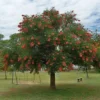 Buy Erythrina Crista-Galli "Cockspur Coral Tree" - Plant from Nursery Nisarga