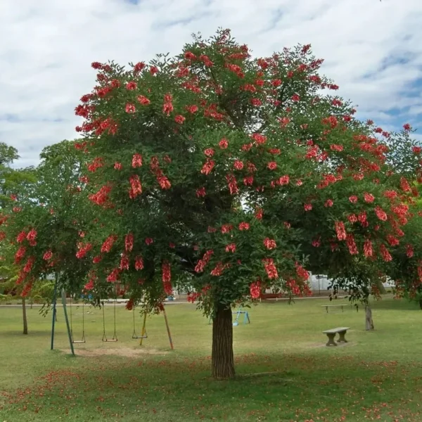 Buy Erythrina Crista-Galli "Cockspur Coral Tree" - Plant from Nursery Nisarga